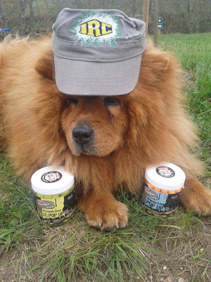 my hobby  - 9230715664071933937981265454942n.jpg